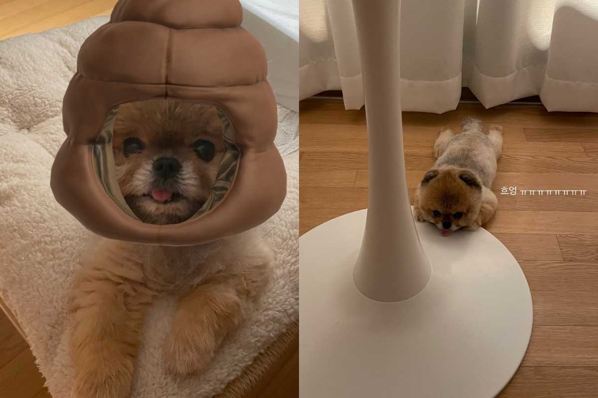 출처 : 큐리 SNS