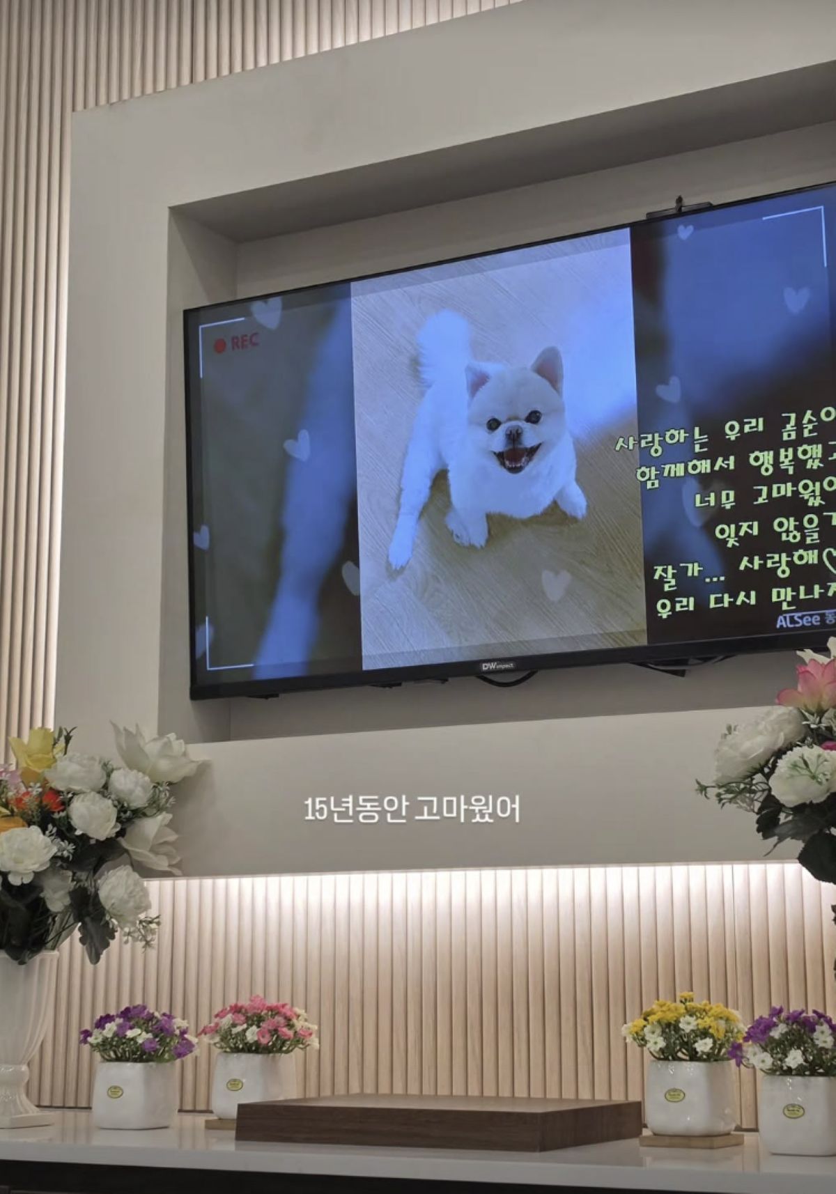 출처: 풍자 SNS